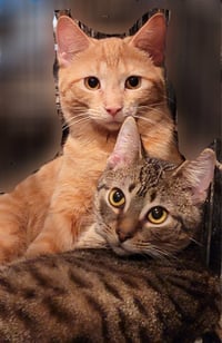 Flameheart - Photo 6