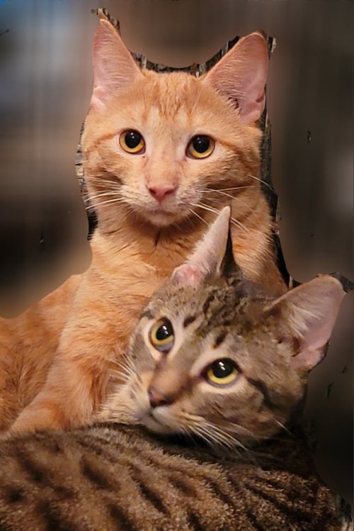 FLAMEHEART - American Shorthair available for adoption