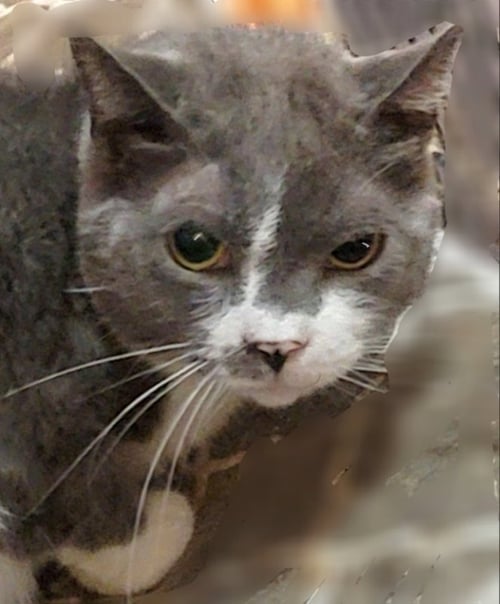 CHANDLER - Russian Blue available for adoption