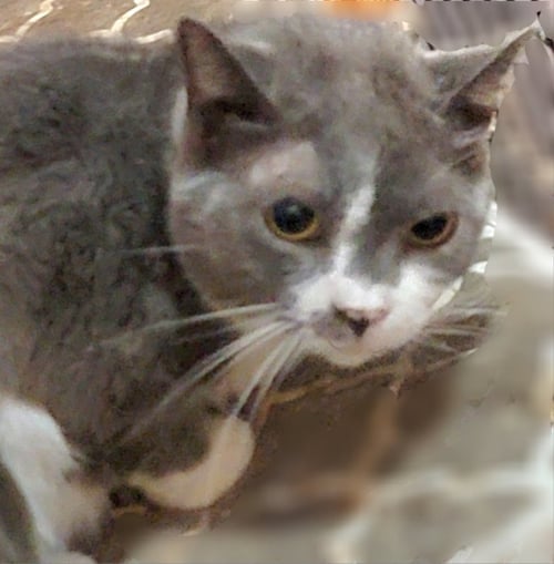 CHANDLER - Russian Blue available for adoption