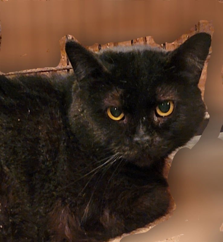 CATRICK - Bombay available for adoption