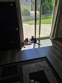 Dizzy - Photo 5