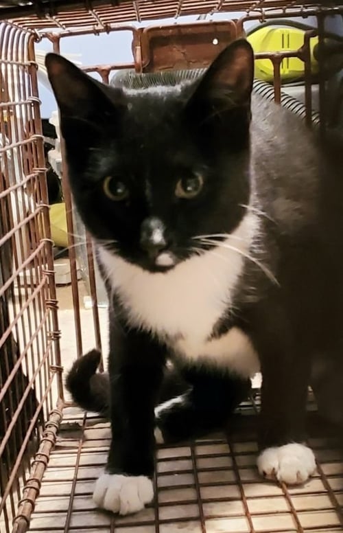 ECHO - Bombay available for adoption