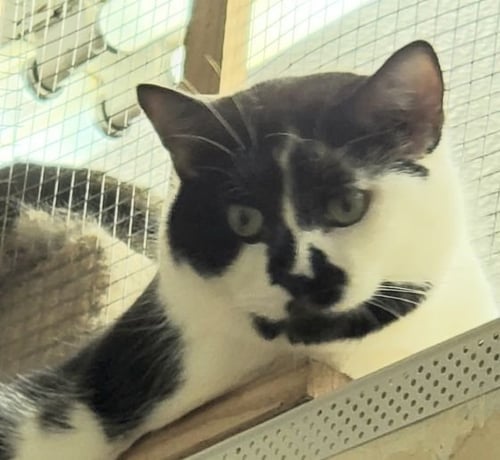 DUCKEY - Turkish Van available for adoption