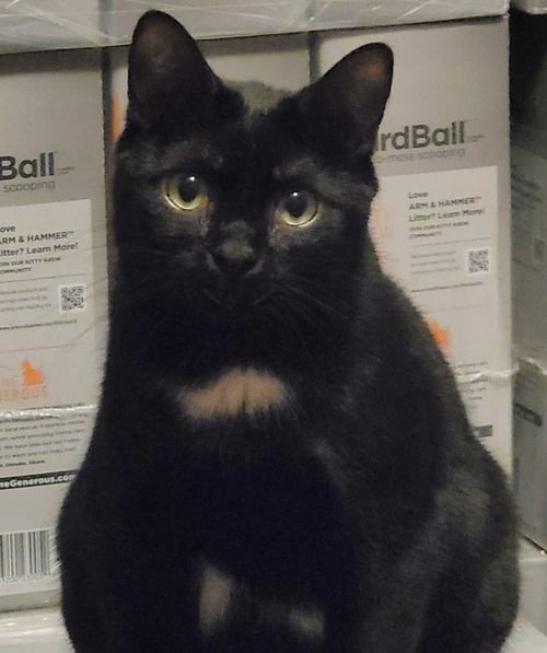 EMPRESS FLOWER - Bombay available for adoption