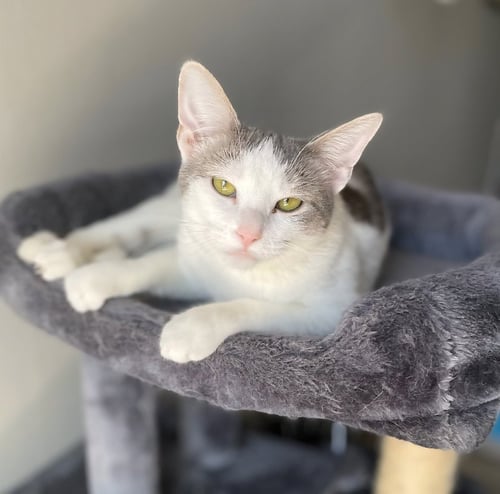 BEAUTY - Oriental Short Hair available for adoption