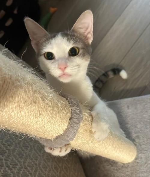 BEAUTY - Oriental Short Hair available for adoption