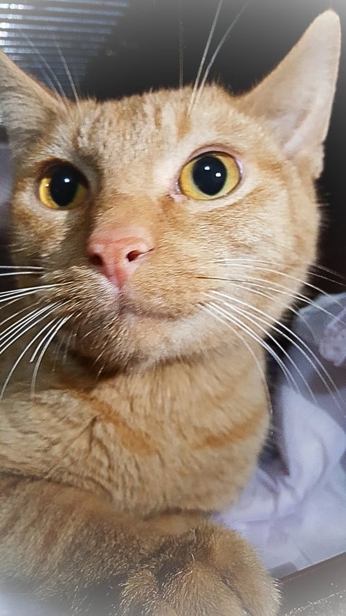 ARDANA - American Shorthair available for adoption