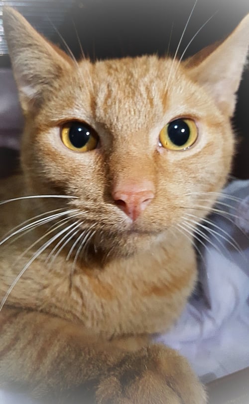 ARDANA - American Shorthair available for adoption