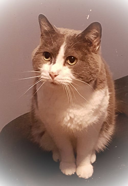 ETHAN - Russian Blue available for adoption