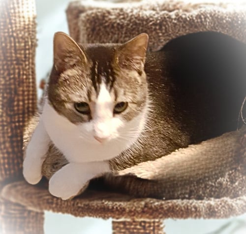 ELLIE - Abyssinian available for adoption