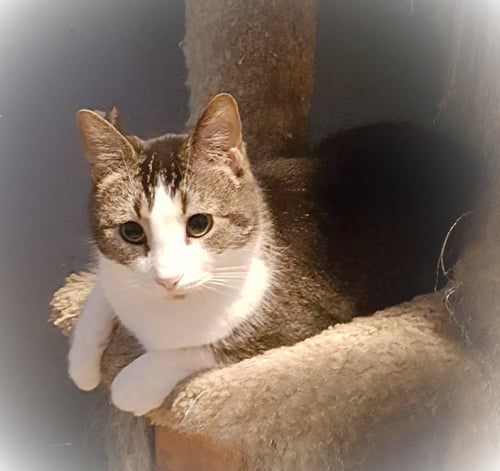 ELLIE - Abyssinian available for adoption