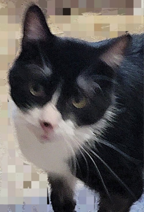 GALAXY - American Shorthair available for adoption