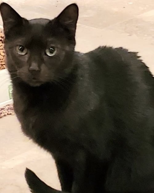JOVANA - Bombay available for adoption