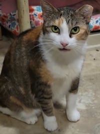 Daphne - Photo 2