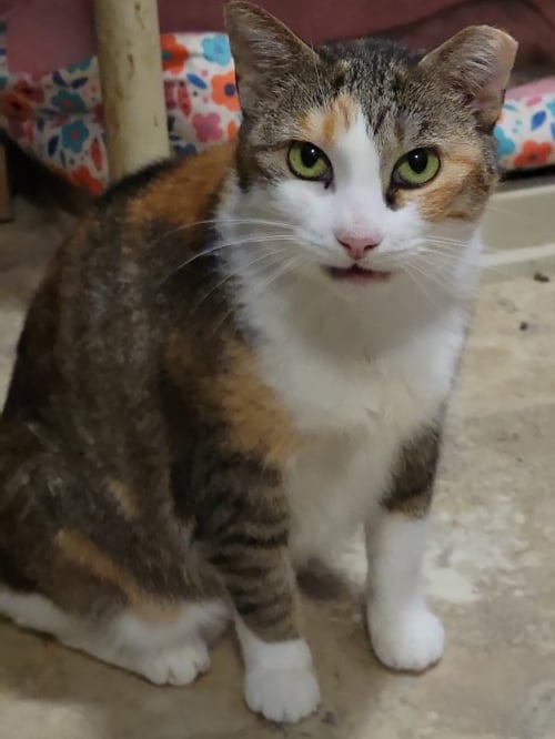 DAPHNE - Calico available for adoption