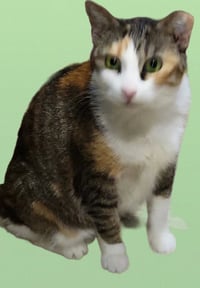 Daphne - Photo 1