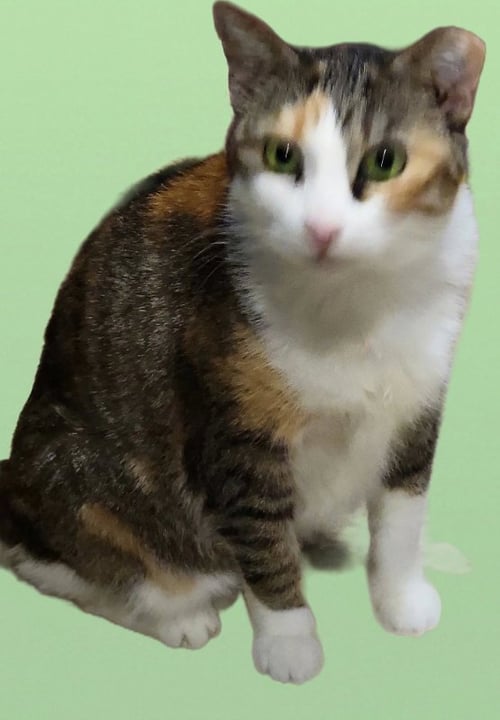 DAPHNE - Calico available for adoption
