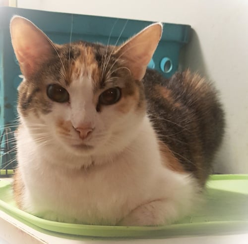 IRENE - Calico available for adoption