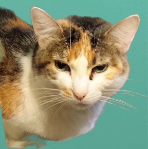 IRENE - Calico available for adoption