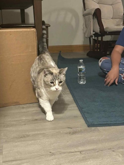 KOALA - Siamese available for adoption