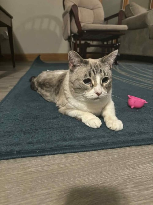 KOALA - Siamese available for adoption