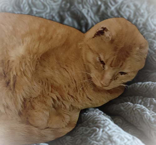 JOY - American Shorthair available for adoption
