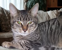 Feathertail - Photo 2