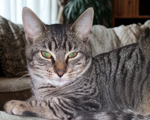 FEATHERTAIL - American Shorthair available for adoption