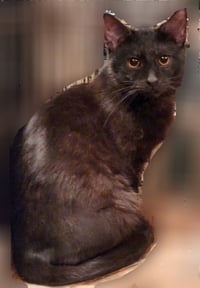 Crowfeather - Photo 3