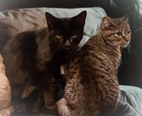 Crowfeather - Photo 2