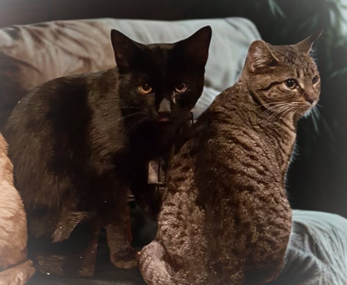 CROWFEATHER - American Shorthair available for adoption