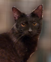 Crowfeather - Photo 4