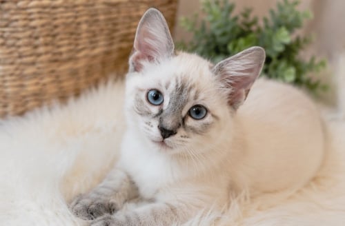 BUSY BEE BUZZ - Maine Coon / Siamese available for adoption