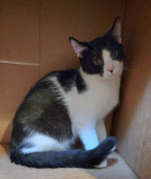 CINDER - Turkish Van available for adoption