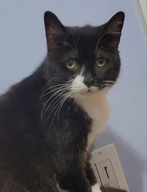 CYBIL - Bombay available for adoption