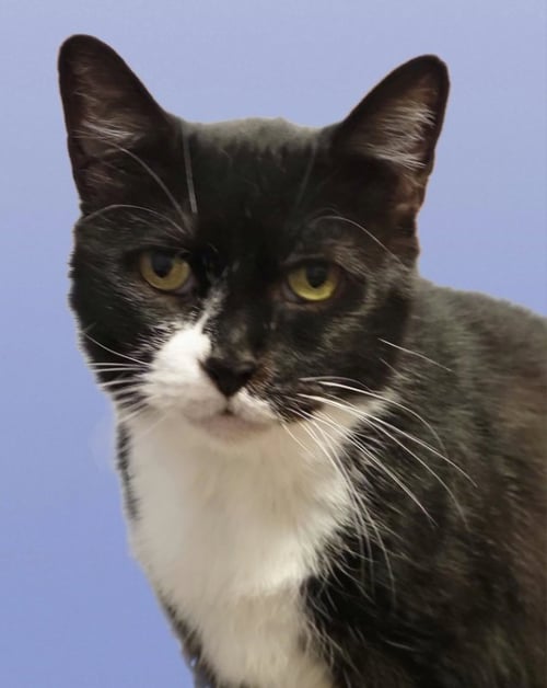 CYBIL - Bombay available for adoption