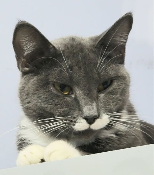 DARLING - Russian Blue available for adoption
