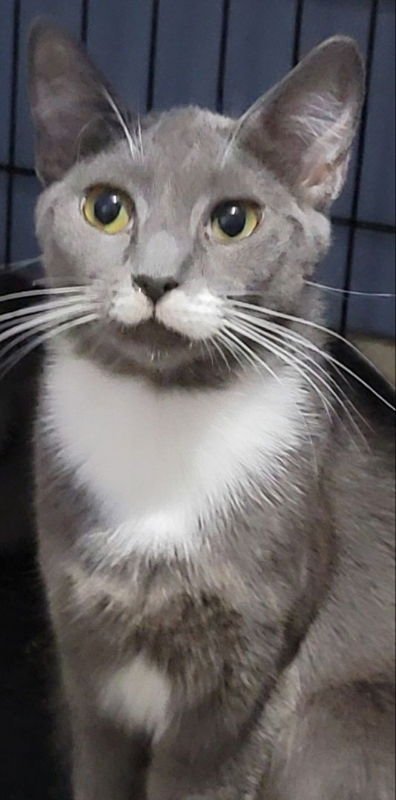 DARLING - Russian Blue available for adoption
