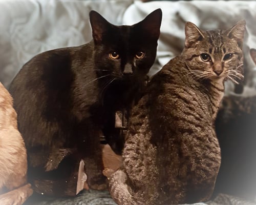 FEATHER - American Shorthair available for adoption