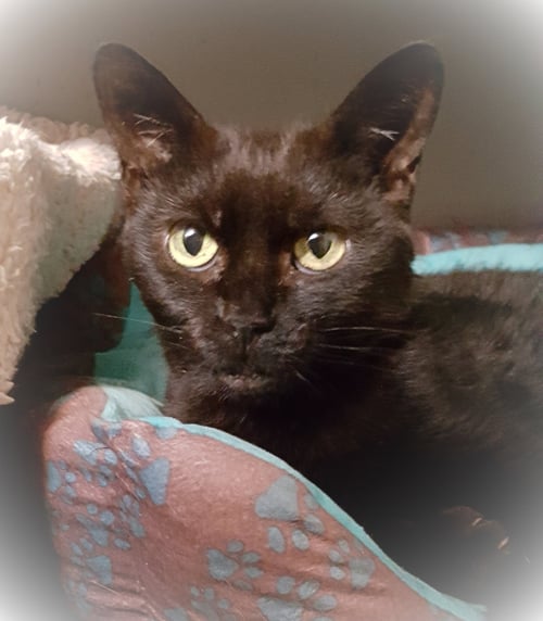DEBBIE - Bombay available for adoption