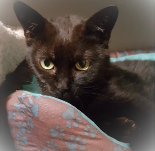 DEBBIE - Bombay available for adoption