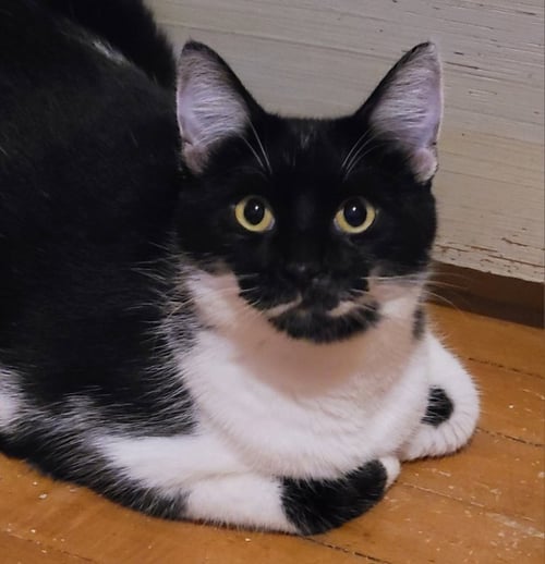 CHESS - Exotic Shorthair available for adoption