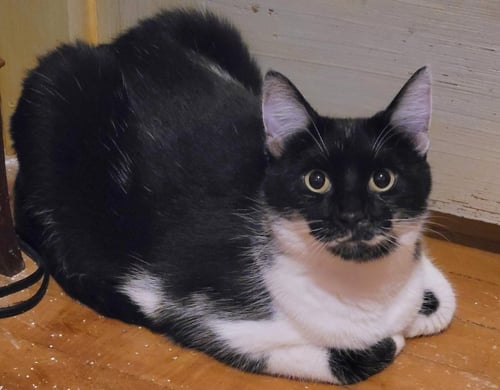 CHESS - Exotic Shorthair available for adoption