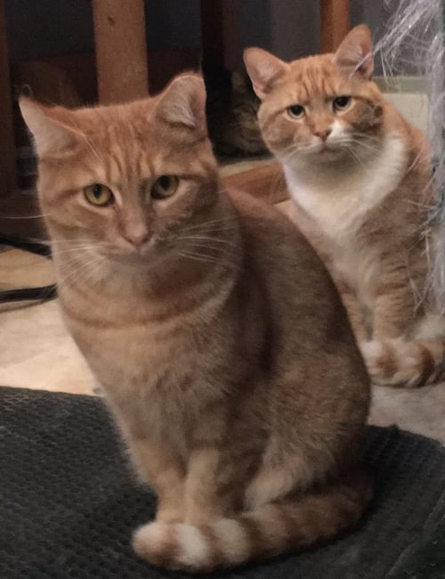 BON AVALON - Exotic Shorthair available for adoption