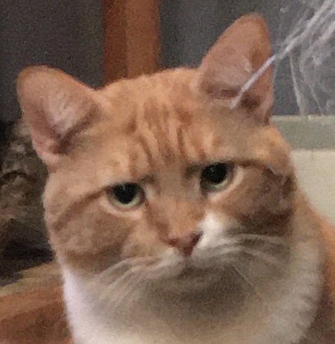 BON AVALON - Exotic Shorthair available for adoption
