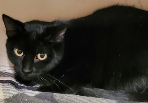 ANA LISA - Bombay available for adoption