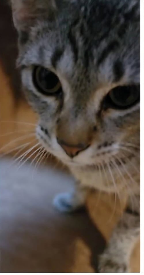 BLAZE - Bengal available for adoption