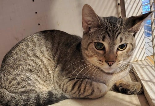 BLAZE - Bengal available for adoption
