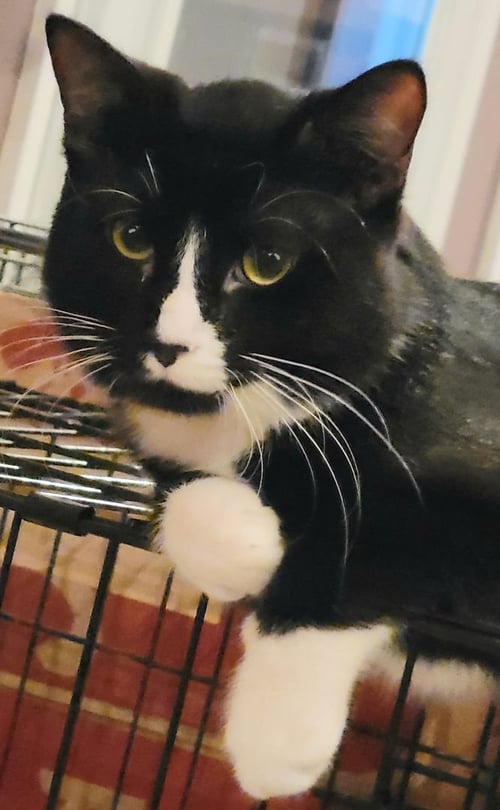 ATLAS - Bombay available for adoption